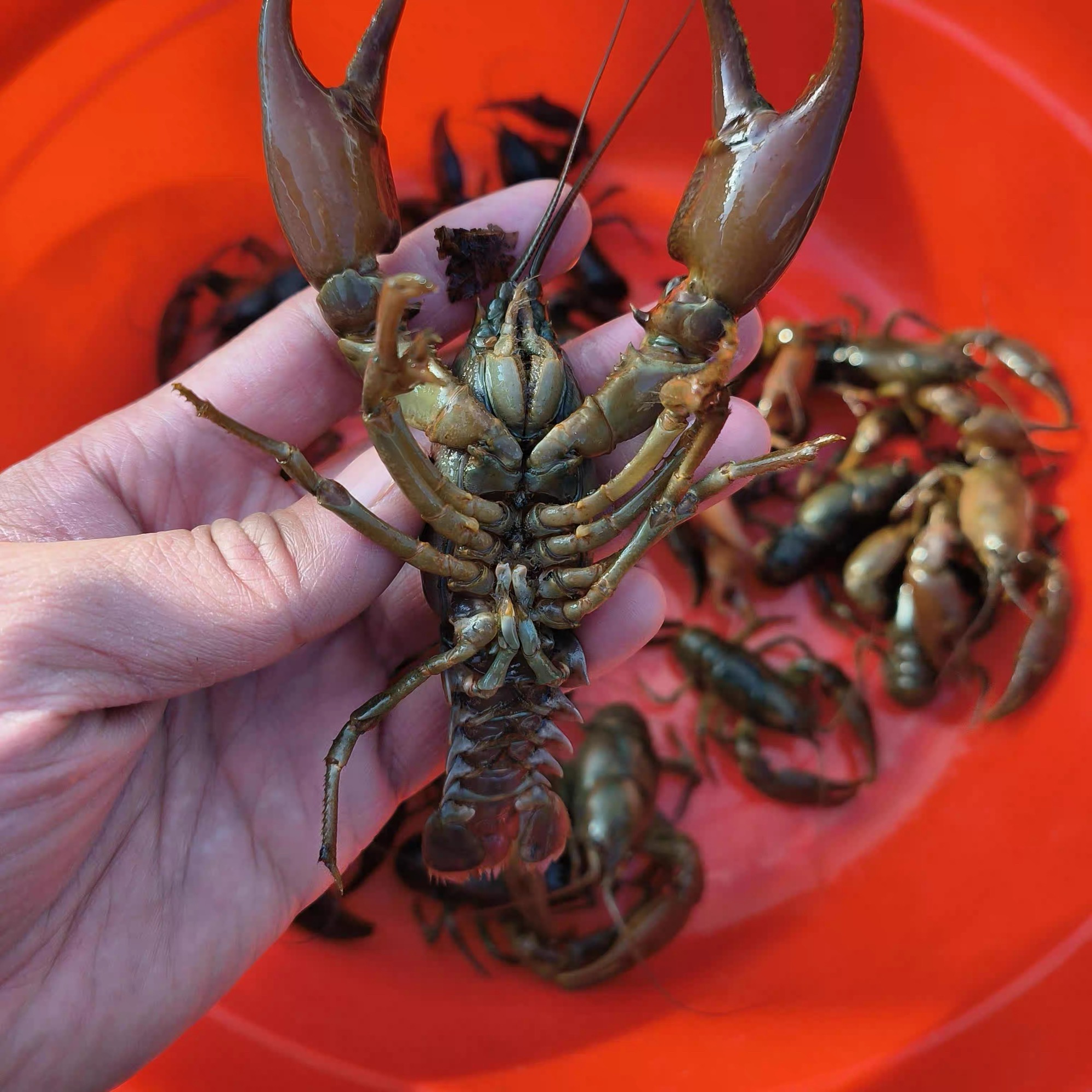 东北溪水蝲蛄 鲜活发货 东北特产蝲蛄豆腐原料