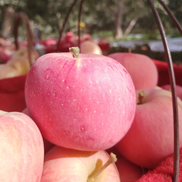 冰糖心正宗新疆阿克苏红旗坡产地直发新鲜脆甜改口多汁当季新果