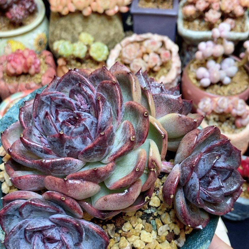 【闪购商品】黑橙群