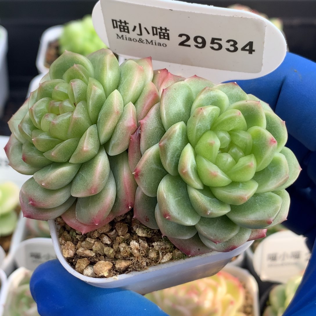 用***0多肉植物杂交珍妮