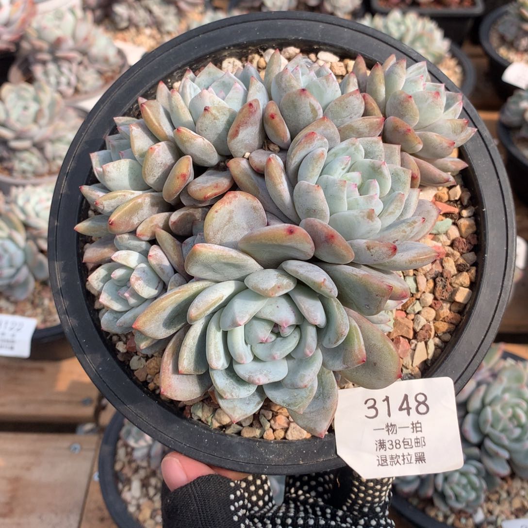 14厘米11头有砍石榴籽3148