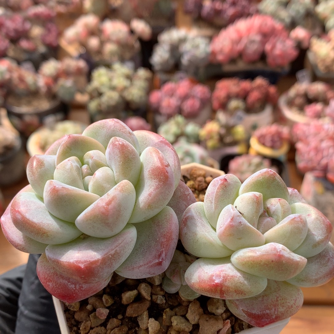 冰玉一物一拍 003