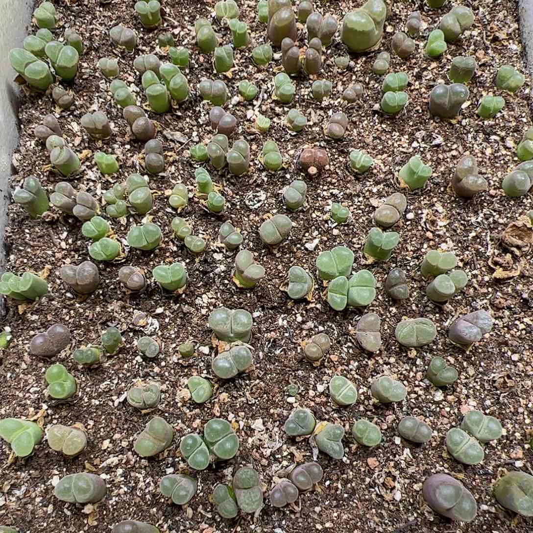 【闪购商品】354 清 风铃