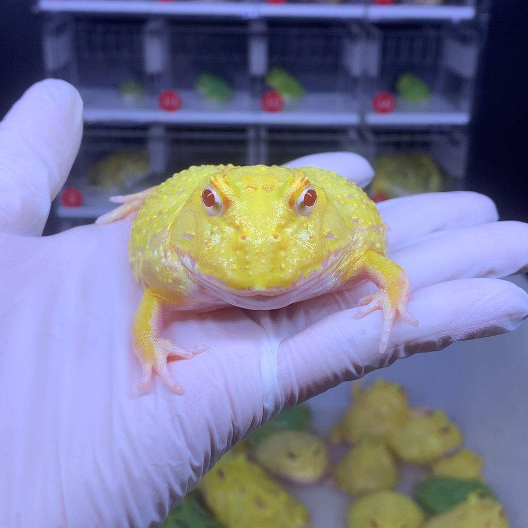 角蛙角蛙特价活动蛙蛙。  