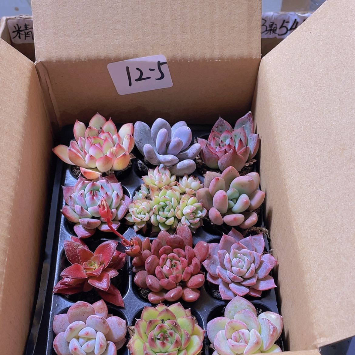 【闪购商品】12颗-5