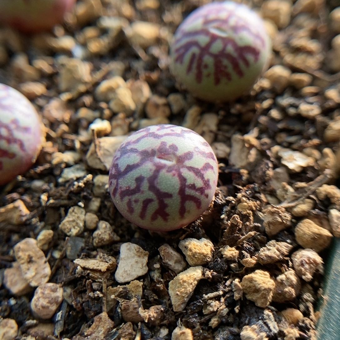 八重墨一颗一年苗子包邮