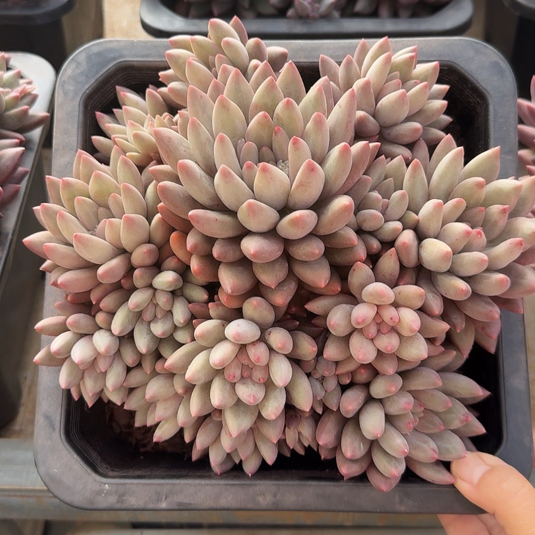 虞姬美人整无砍群生多肉