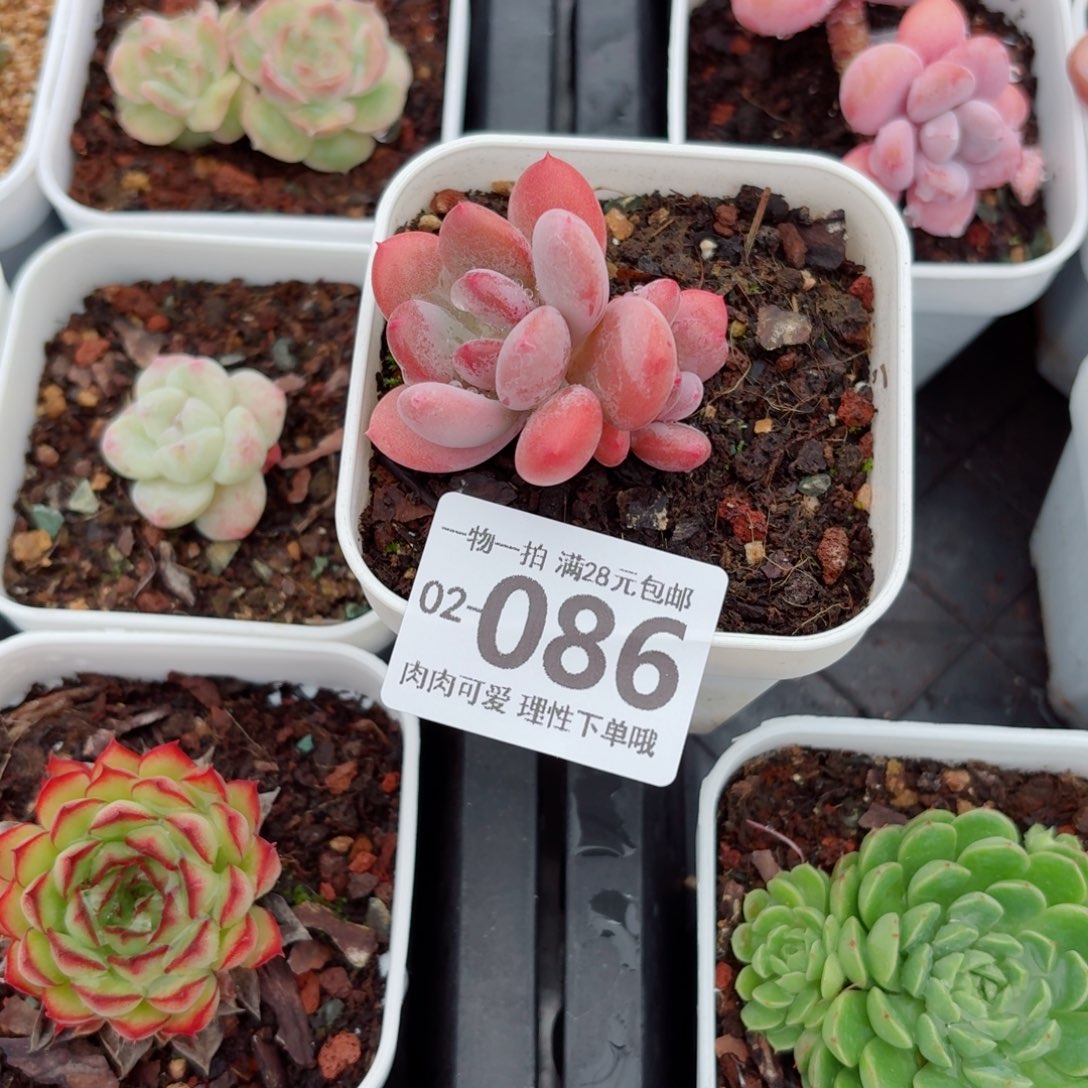 灰姑娘无盆土发货无盆土无