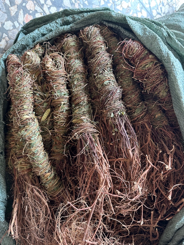 广西大山鸡骨草 新货晒干整把