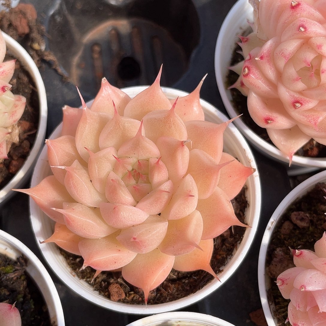 优选麦秆福利8904