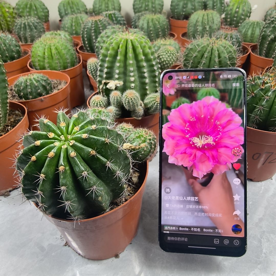 小黑黑014号带盆发（8cm）