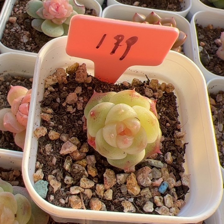 *****花花专拍199 一物一拍，精品糖心