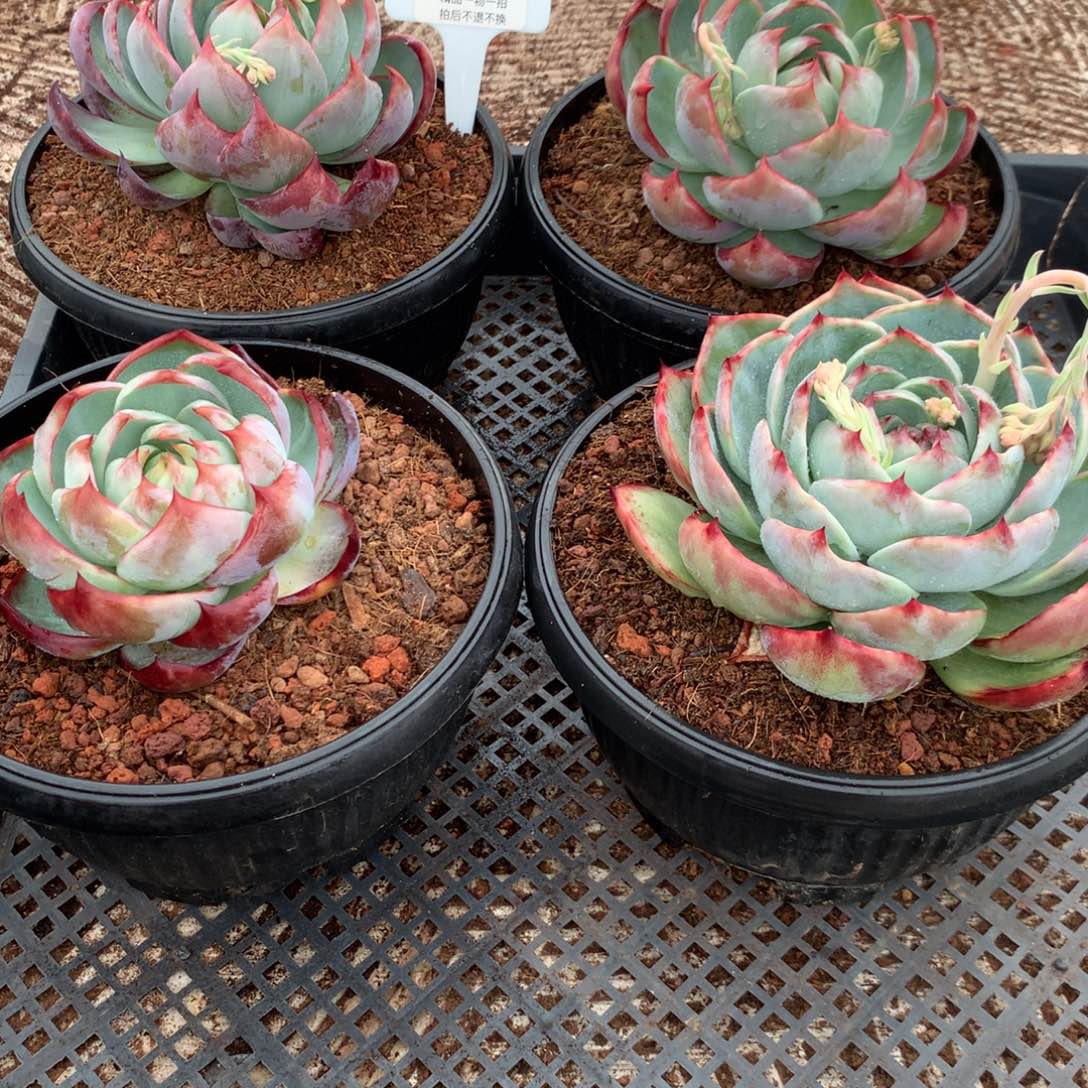 002惊鸿。一组4颗。尺寸11。多肉植物