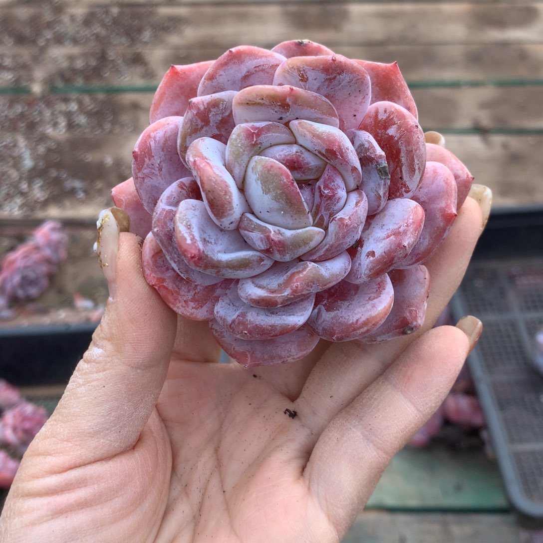 石榴籽哈哈哈哈哈哈哈哈哈哈