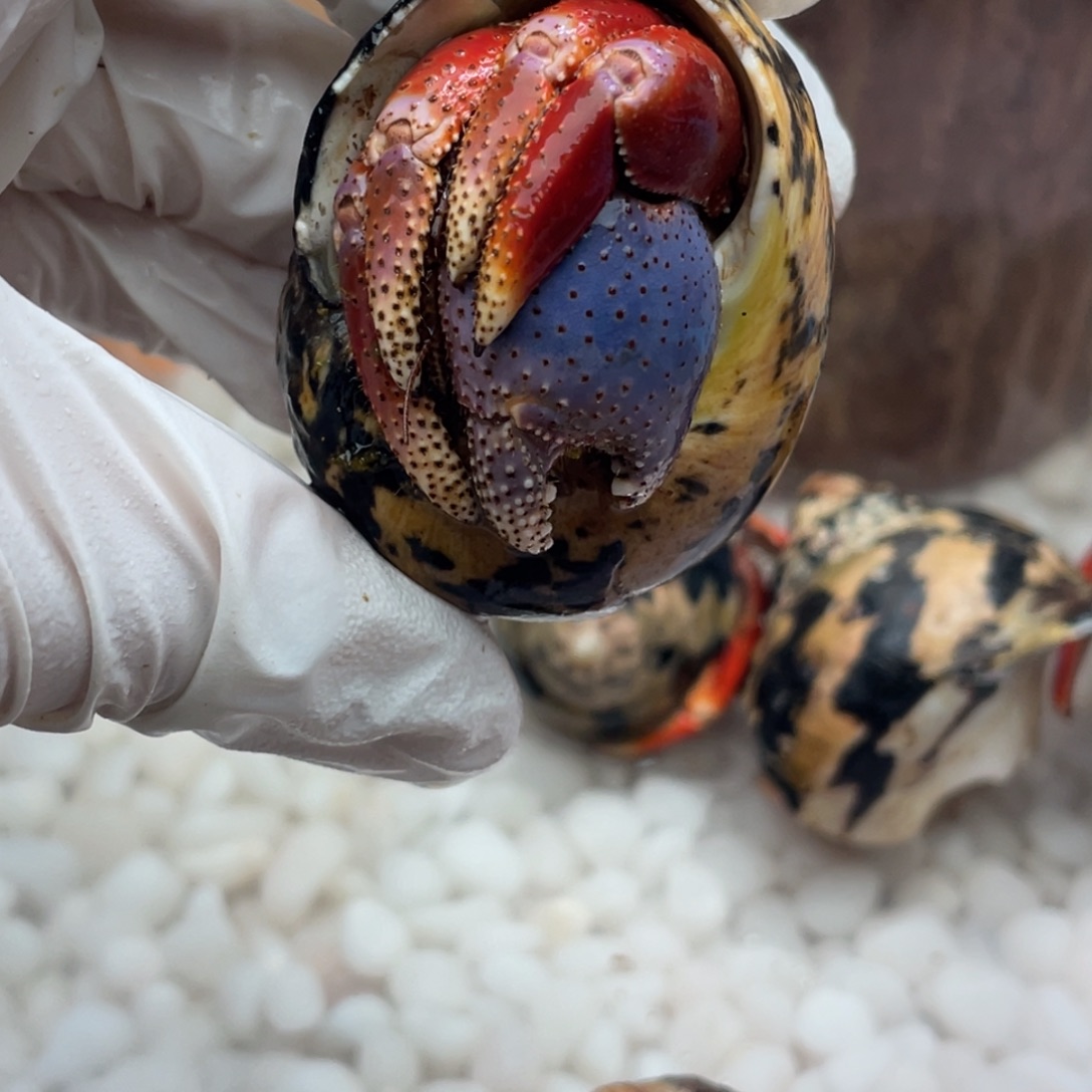 2.6雾霾蓝钳子大胖腿6