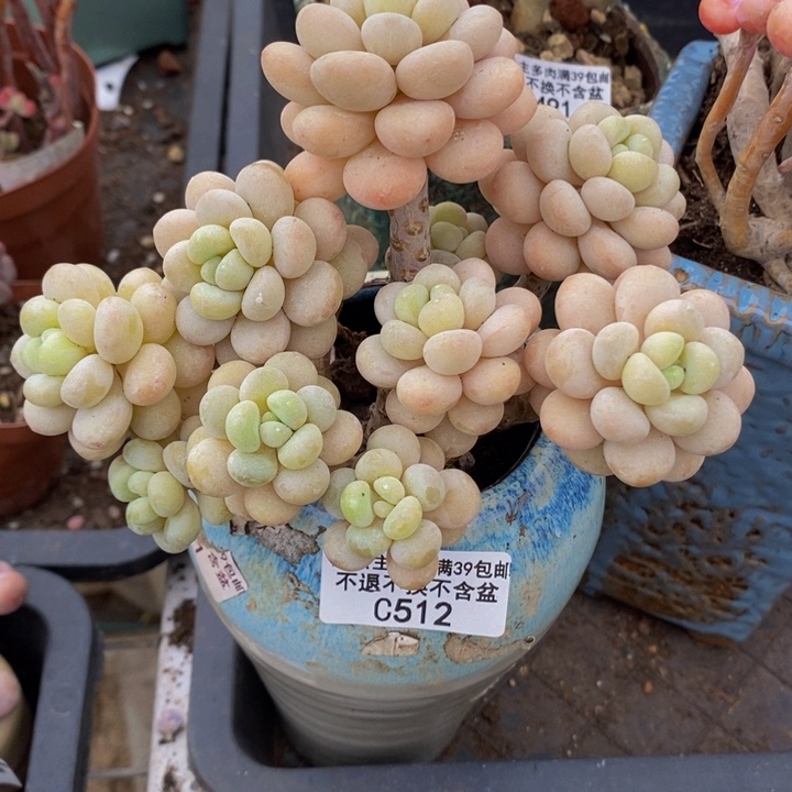 洛可可老桩10cm512多肉植物