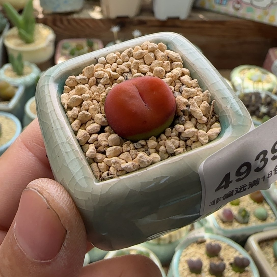 4939-一物一拍 带盆 水蜜桃1430.5