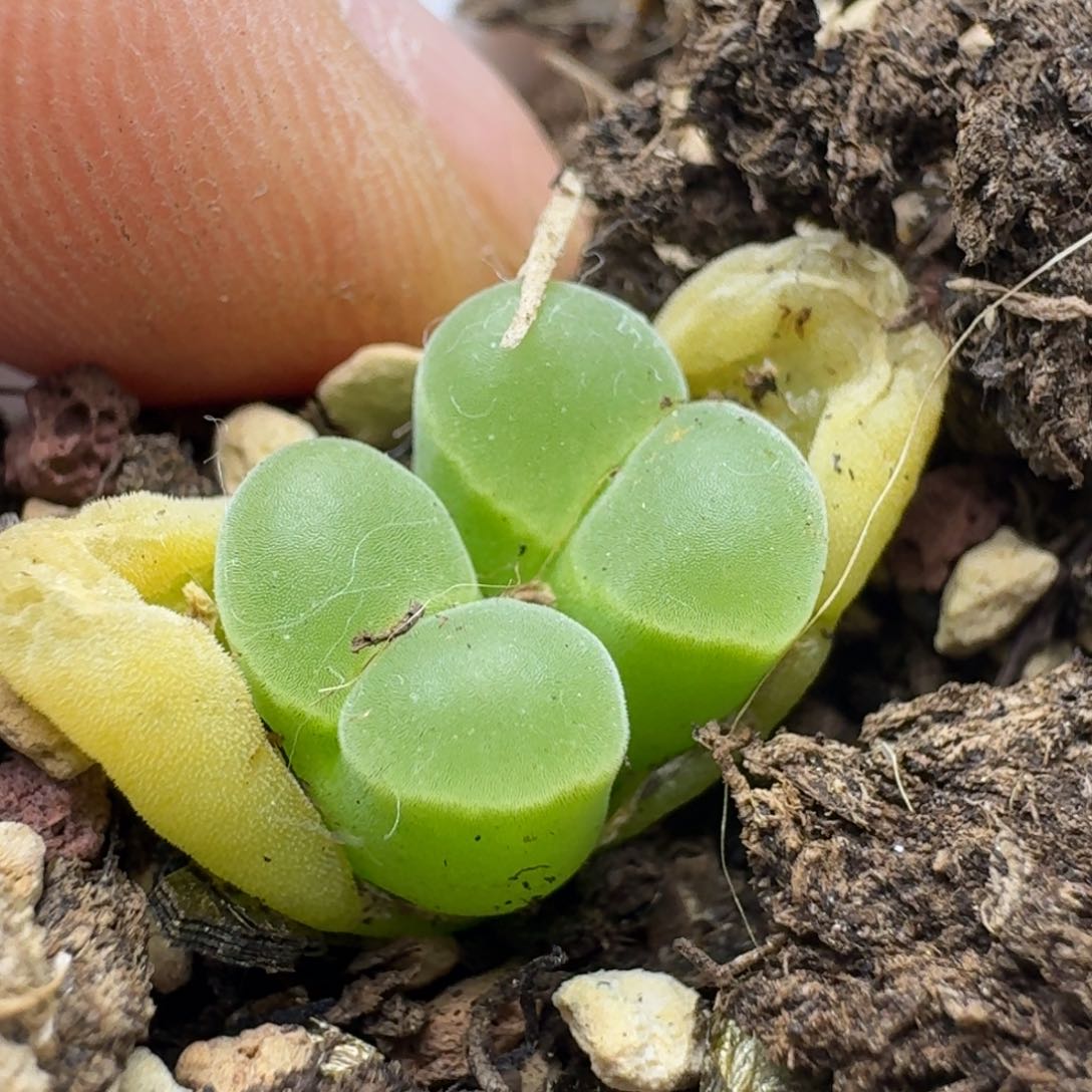 445带盆极窗风铃5588588