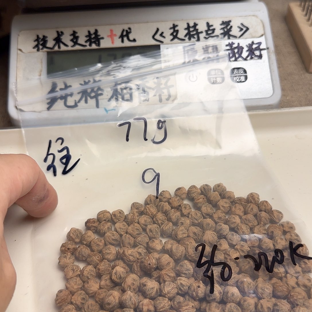 一***儿吊坠柏香籽/百香籽