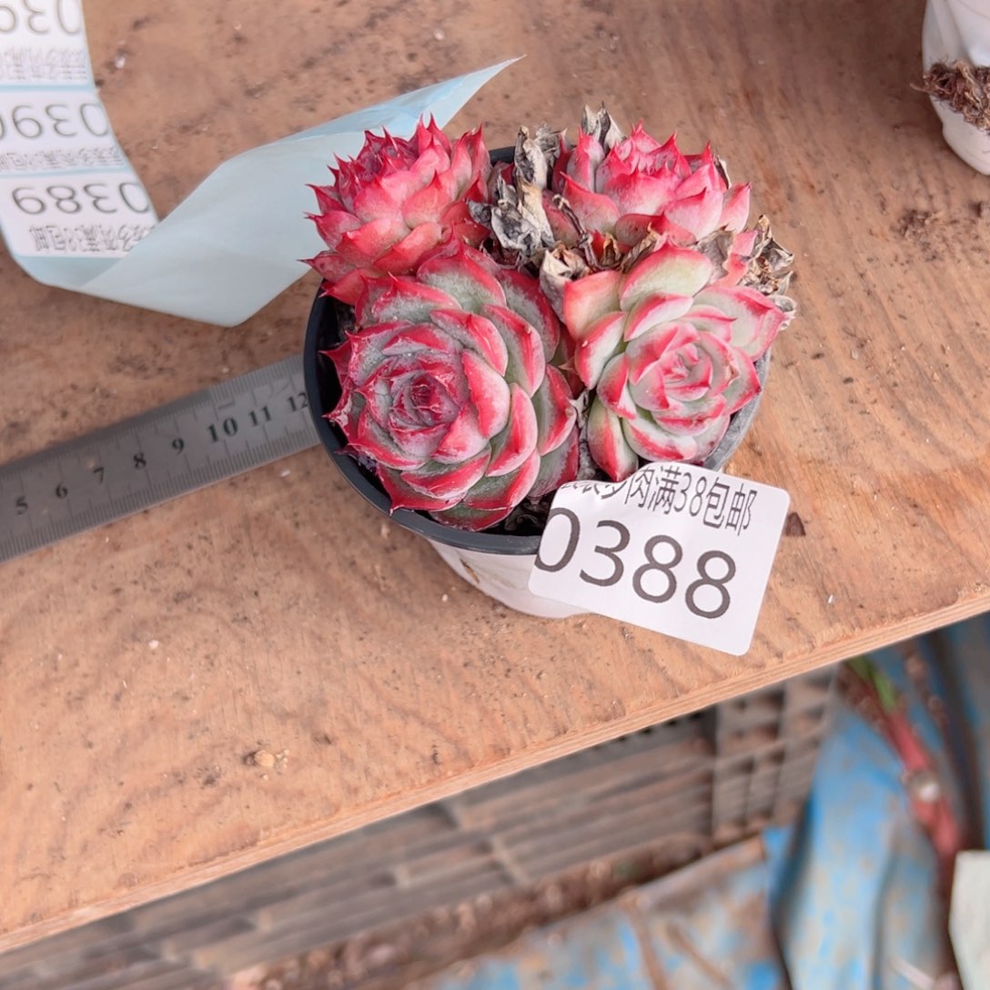 快***阳多肉一物一拍植物0388