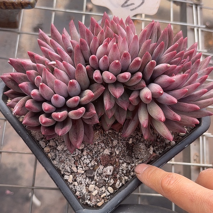 两单包邮，一物一拍25金鱼姬