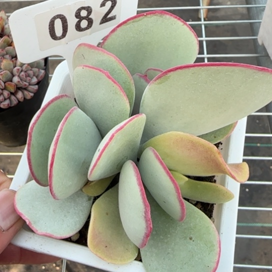 82白眉一物一拍多肉