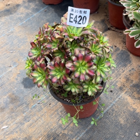 420韶华法师不包断枝