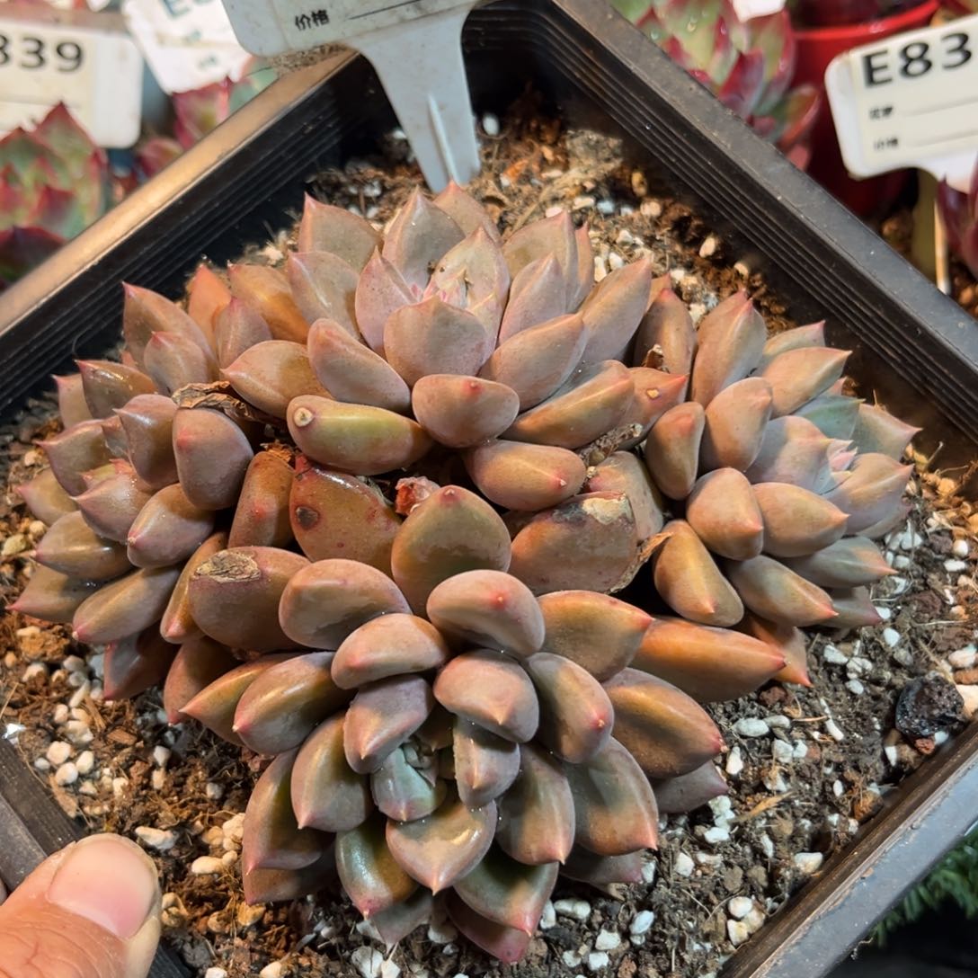 红象牙多肉植物的799