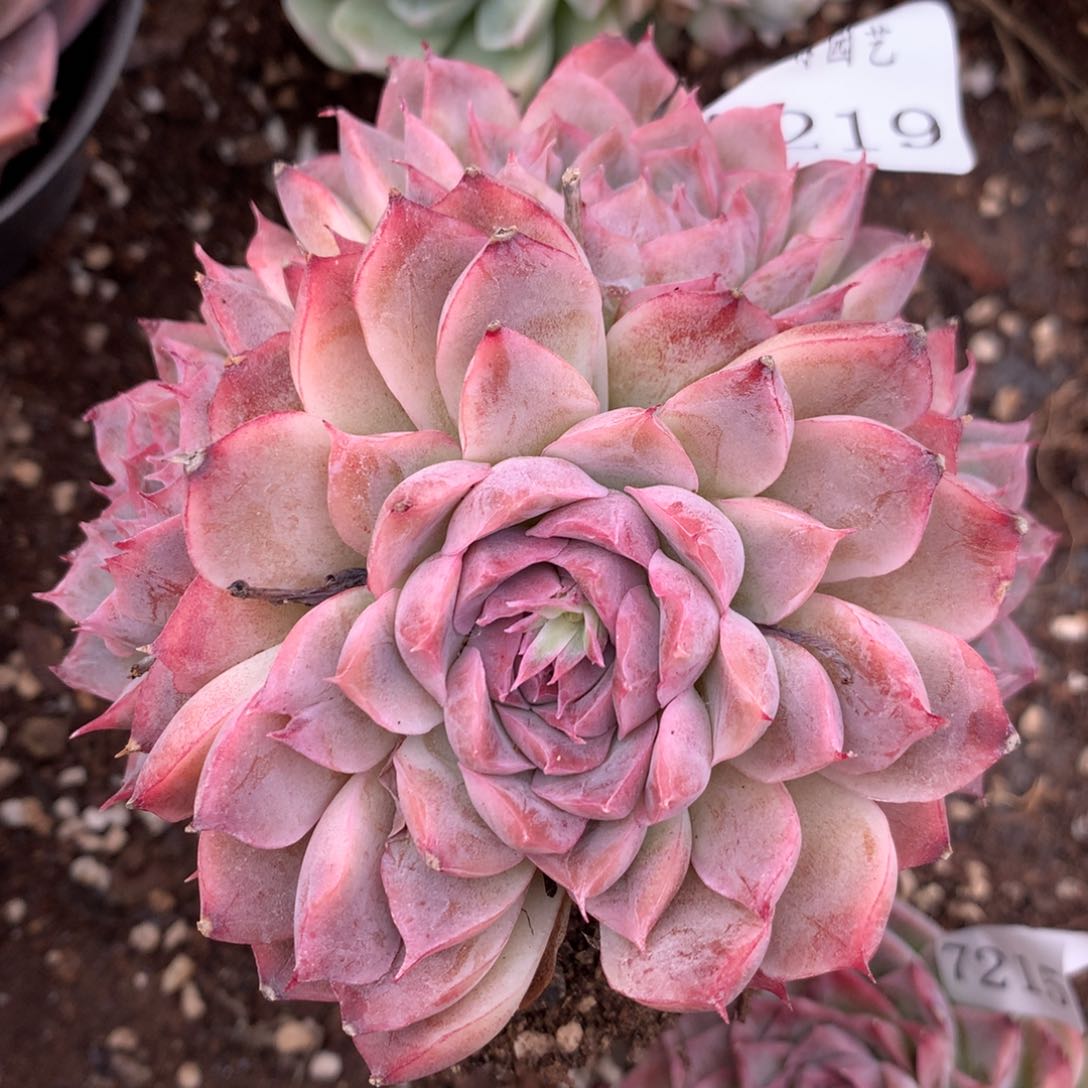 7219杂交多肉老桩