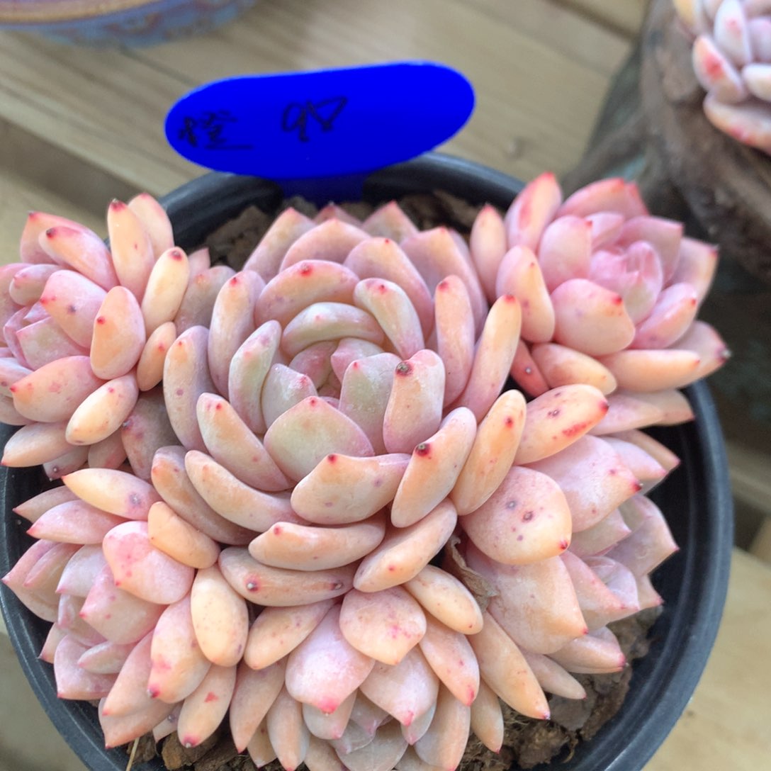 梦露自然群新年福利