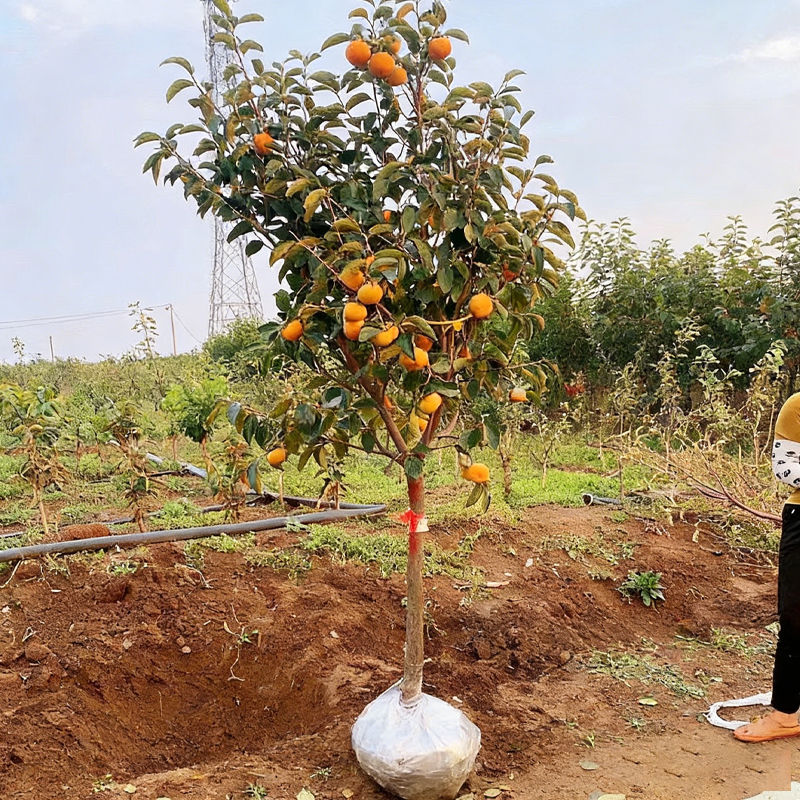 特大脆甜柿子树果苗庭院果树盆栽地栽火晶太秋南北方种植柿子苗树