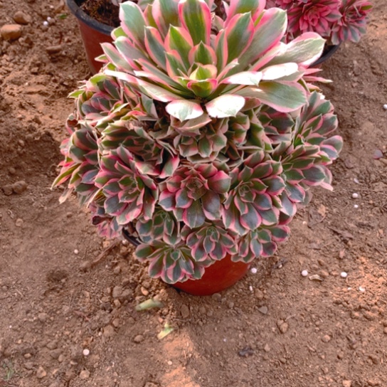 无花朵782多肉植物粉女郎