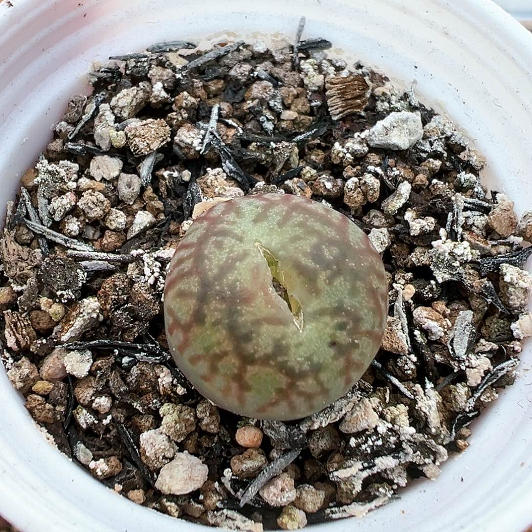 红纹毛杂 多肉肉锥