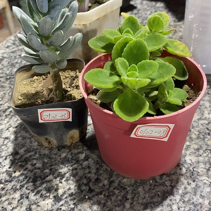 ****ᵁ碰碰香一颗蓝松一颗010208