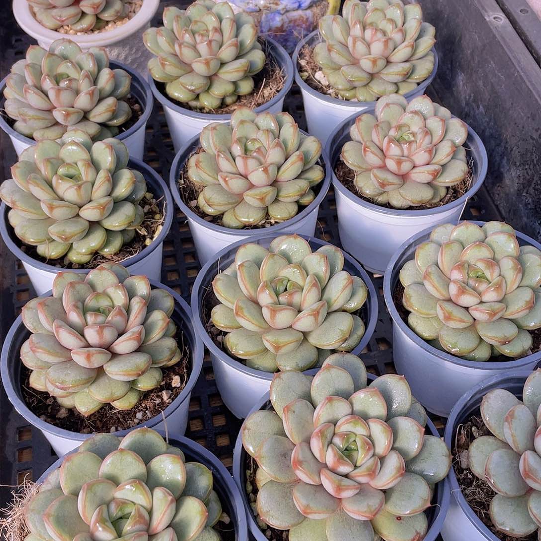 量拍120号 葡萄大单头一个