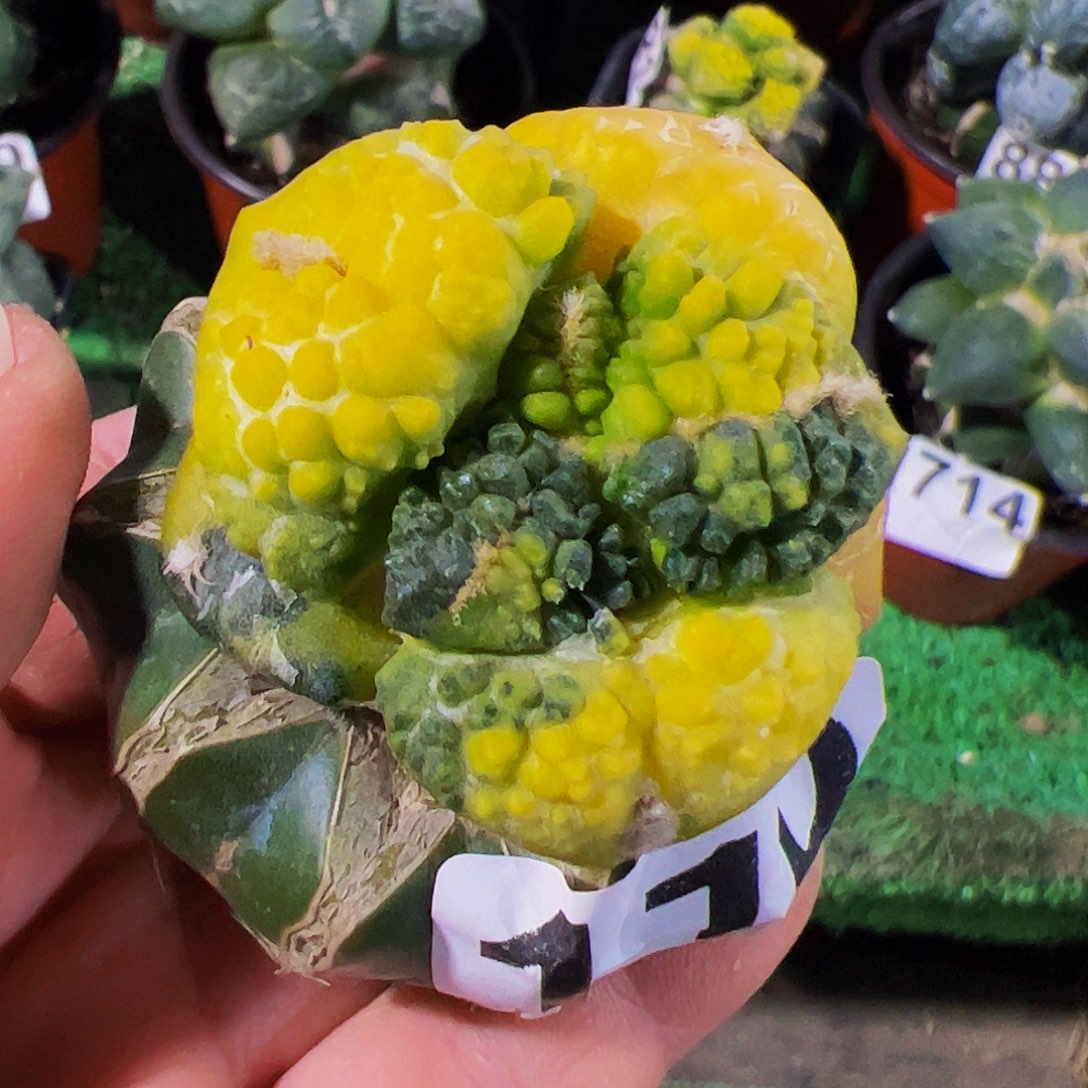 无花朵福利大尤龟甲牡丹锦110