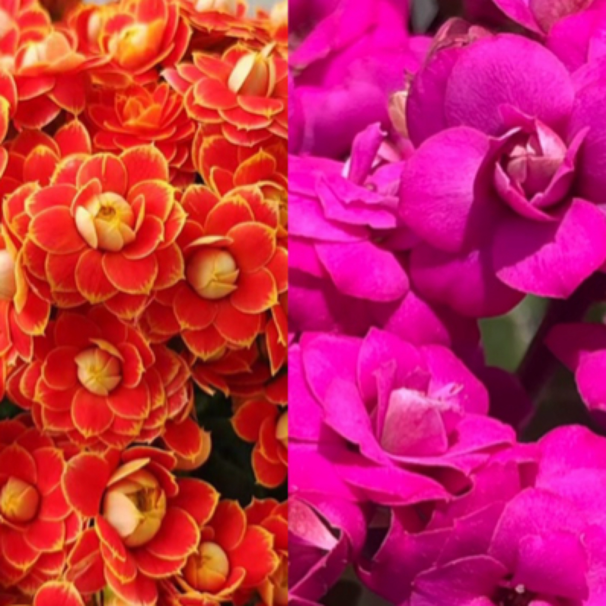 【金狐狸➕奥斯塔】两盆重瓣长寿花