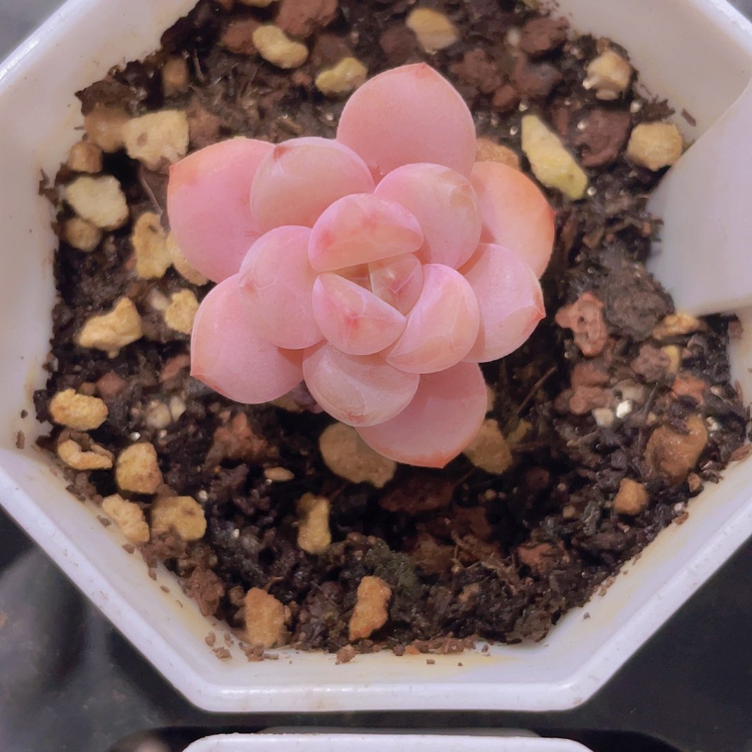 星星澄w032一物一拍多肉