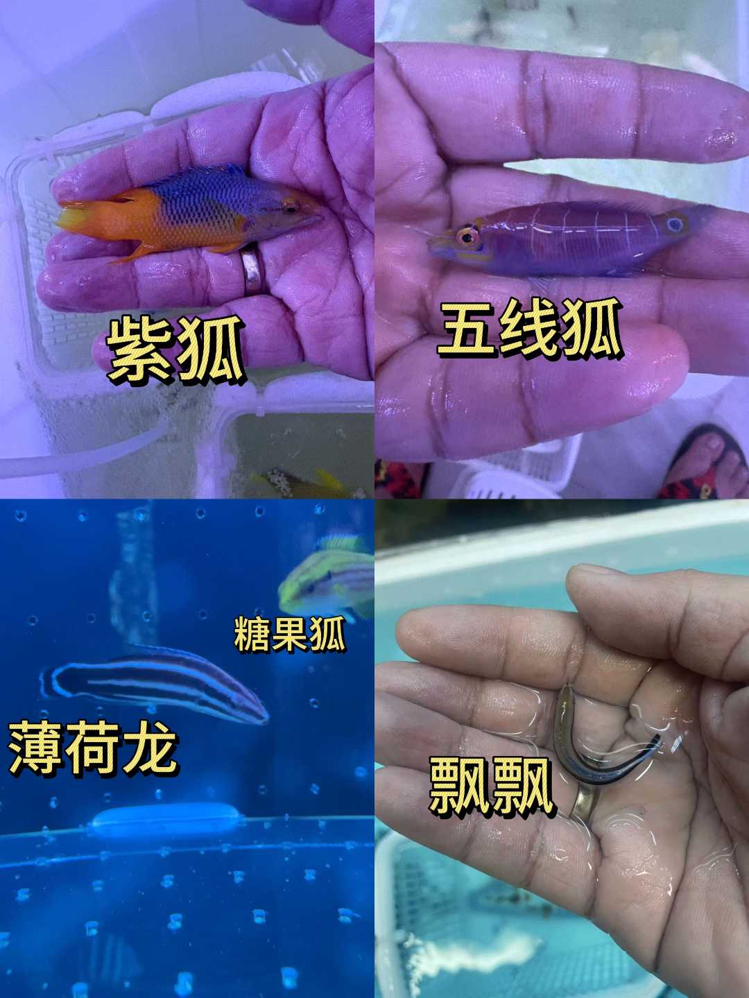 海水鱼隆头科飘飘豹纹薄荷龙糖果狐红紫狐五线狐15包装运费到付