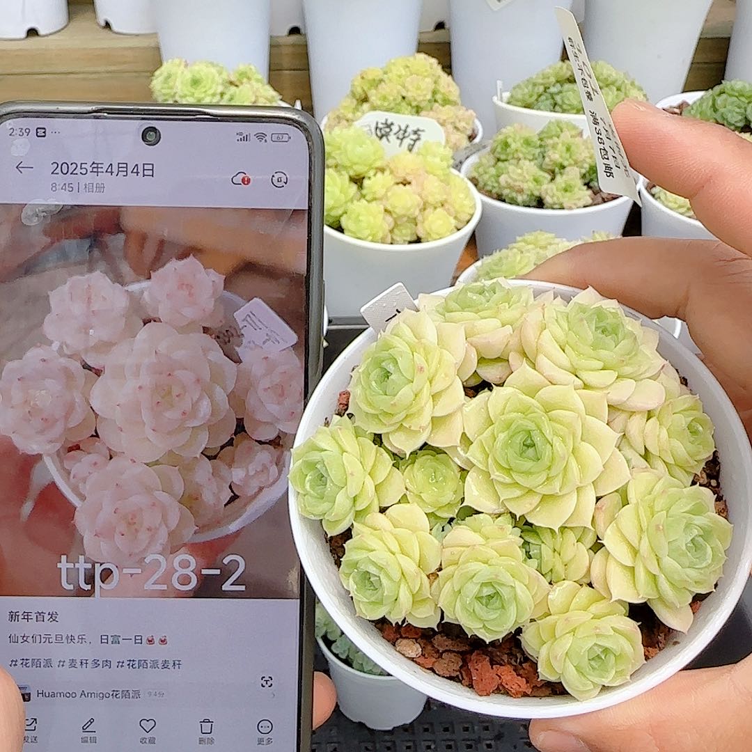 麋***路【闪购商品】0707-101（ttp-28-2）