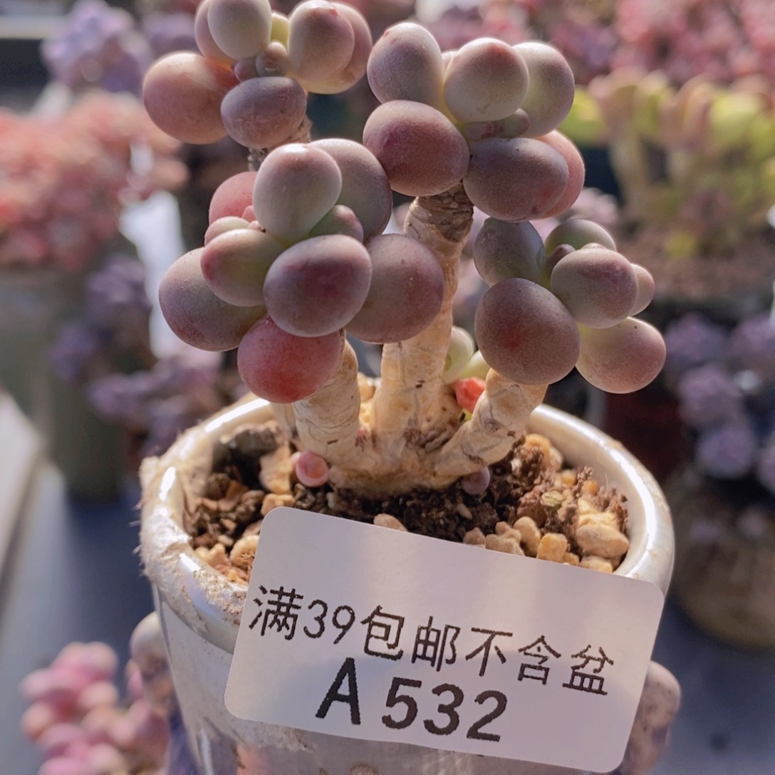 一代苹果奶老桩532多肉植物