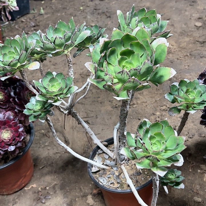 多肉植物法师青衣45