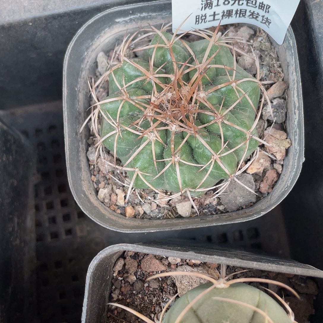 338特价圆盘玉（满18元包邮）