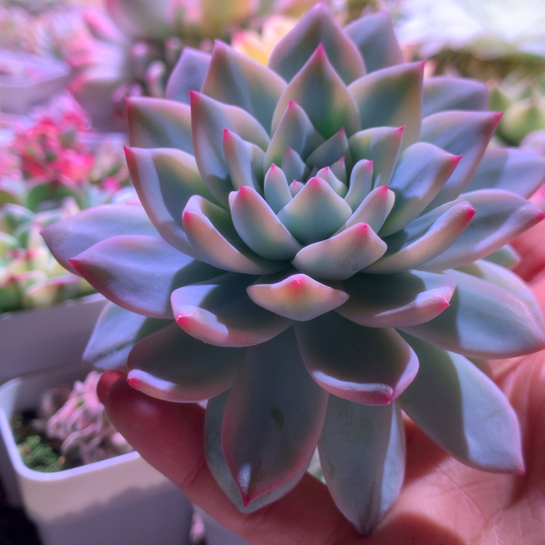 唧***唧粉蓝鸟覆轮锦砍头