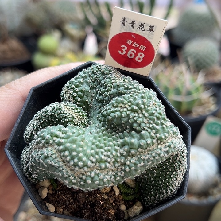 实生菊水缀化2.8cm