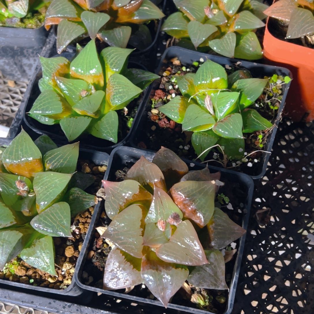 母本啊寒湖玉露多肉一颗