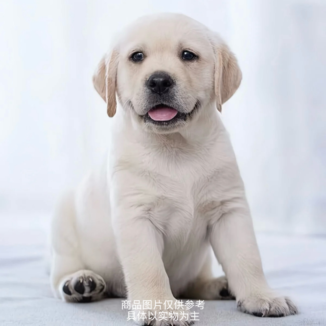 可爱拉布拉多幼犬纯种黑色奶白色导盲犬神犬小七疫苗齐全幼崽