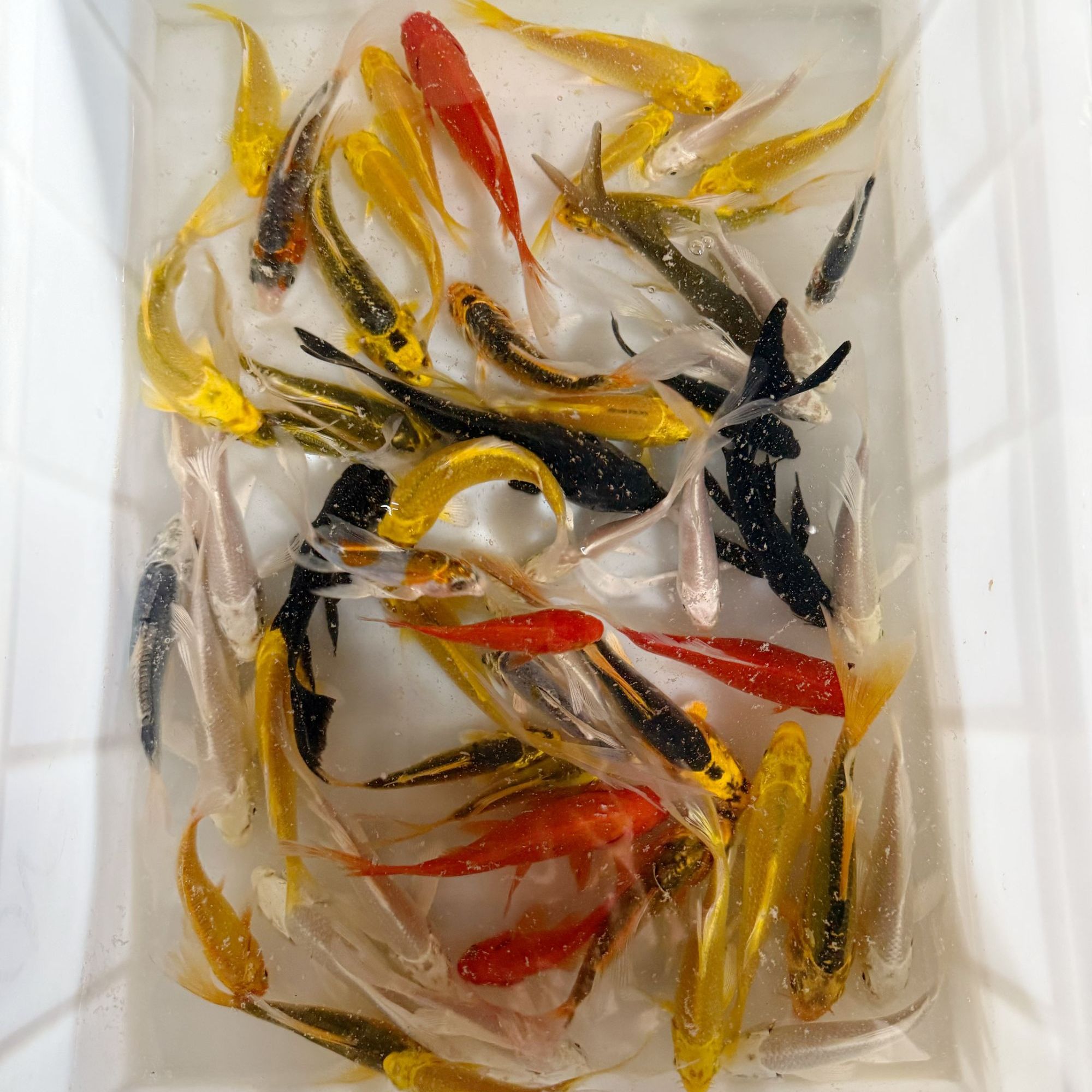 【多颜色混搭】5-8公分13条冷水观赏鱼好养耐活淡水鱼