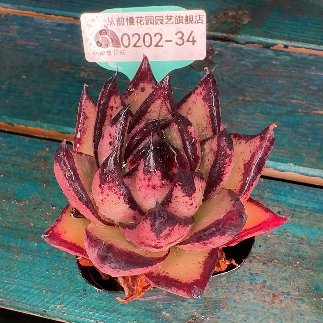 从前慢花园东云系多肉0202-34