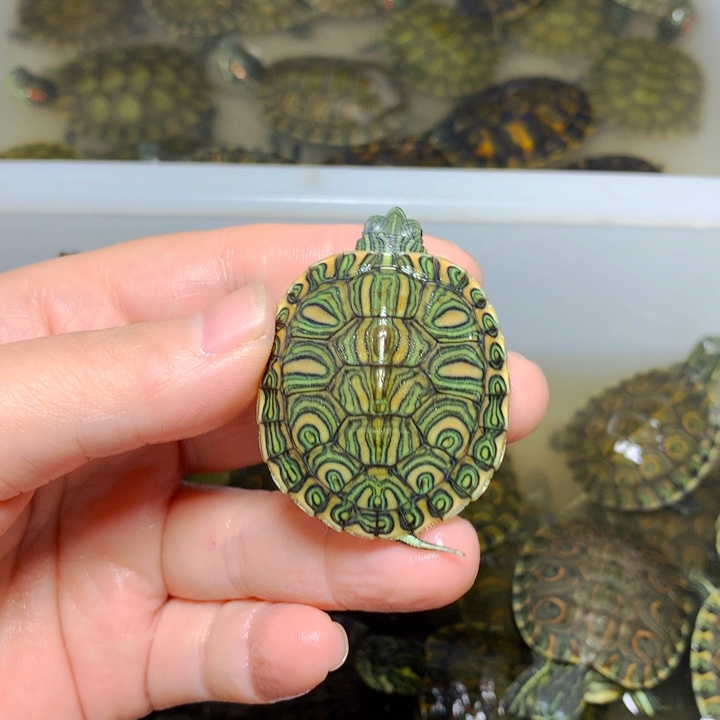 巴西彩龟不分公母4杂